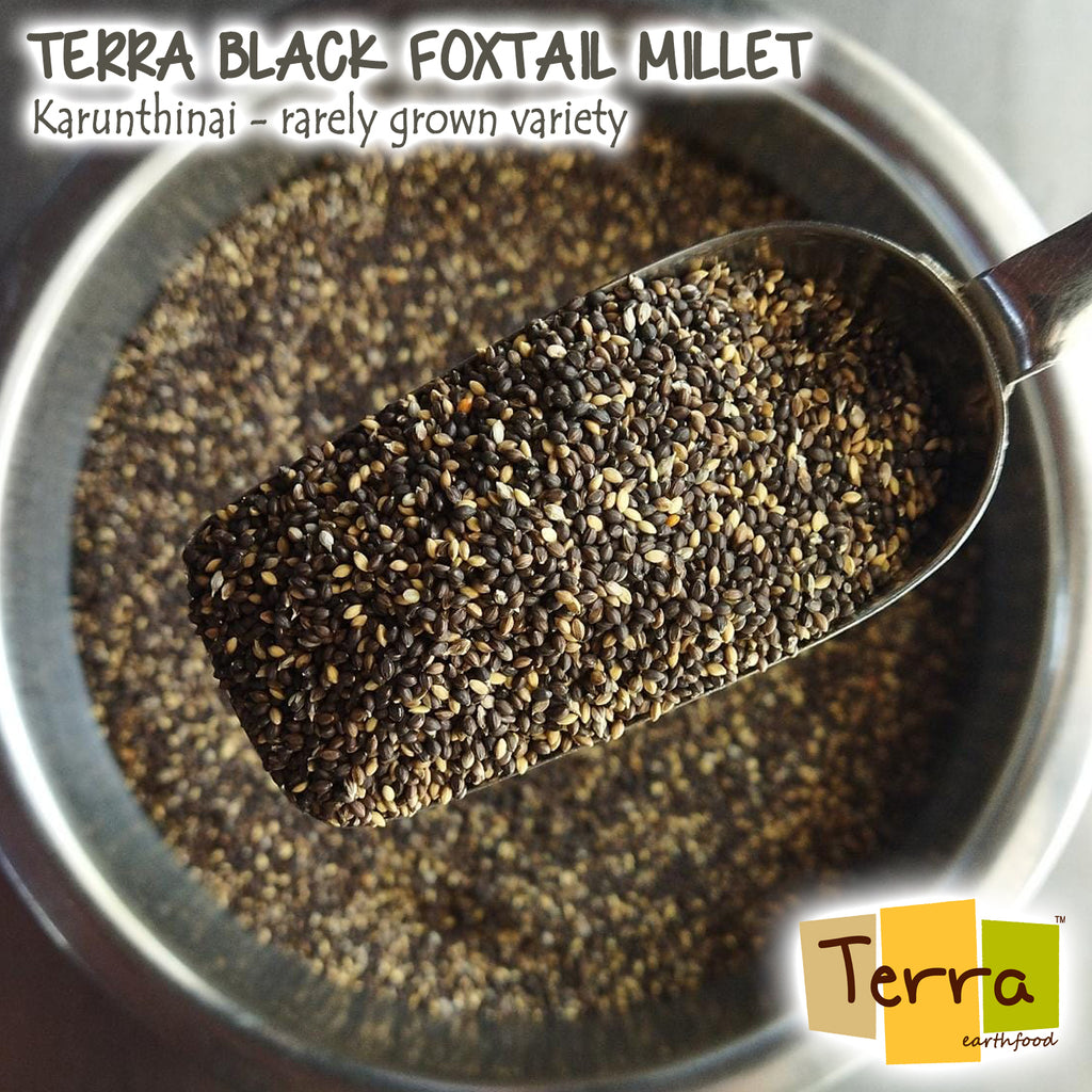 Terra-Black Foxtail Millet