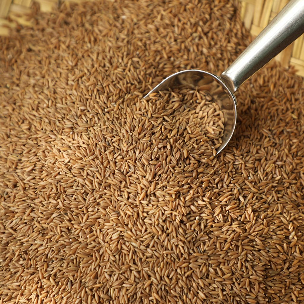 Terra-Bamboo Rice – Terra Earthfood